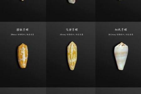 手上几个螺，揭示你的命运之谜！