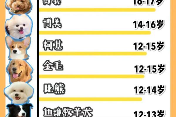 狗年出生的人命运分析：生肖狗的独特命格与运势解析