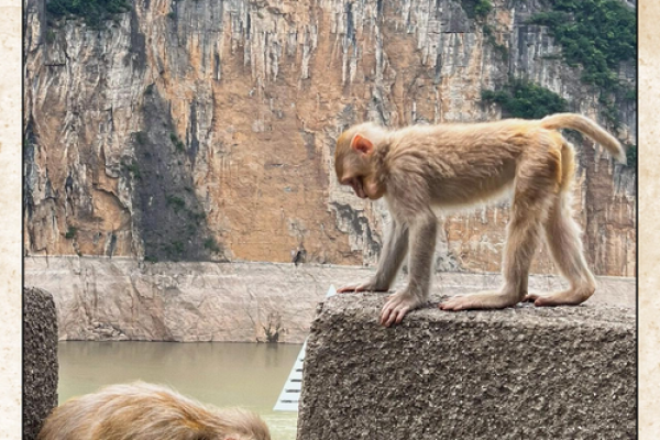 猴命人适合住在什么样的楼层?探索最优居住环境! 猴命人适合住在什么样的楼层?探索最优居住环境!