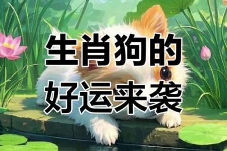 2020年属狗人的命运全解析：好运与挑战并存！