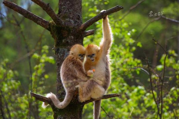 2016年属猴人的命运分析与人生智慧分享 2016年属猴人的命运分析与人生智慧分享