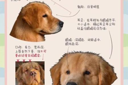 1993年属狗人的命运与性格解析：犬年的星光之路