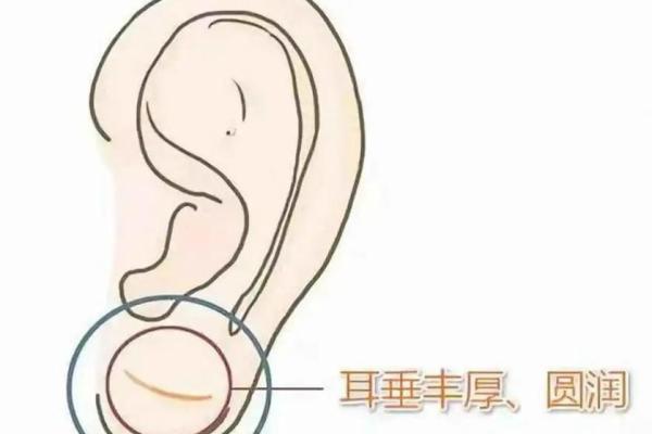 耳垂的形状与命运:探寻大厚耳垂所蕴含的命理秘密 耳垂的形状与命运:探寻大厚耳垂所蕴含的命理秘密
