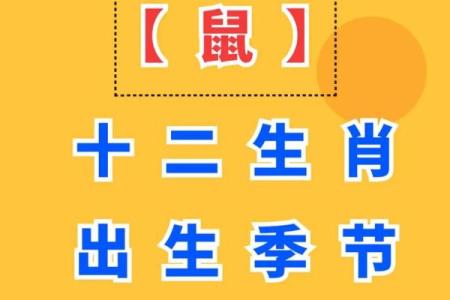 土鼠命的颜色选择：让你的运势更顺畅！