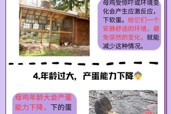 78岁属鸡的命运解析:揭示人生的智慧与启示 78岁属鸡的命运解析:揭示人生的智慧与启示