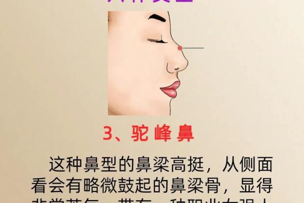 揭秘鼻头暗示的命运特征,助你发现内心潜力! 揭秘鼻头暗示的命运特征,助你发现内心潜力!