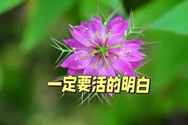 命里没什么就缺什么，如何找到内心的满足与平衡？