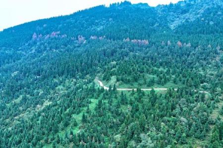 水马杨柳木命，找寻异性的命理搭配与和谐之路