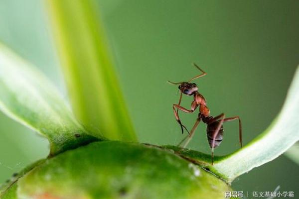 平地木命的独特魅力与生活启示 平地木命的独特魅力与生活启示