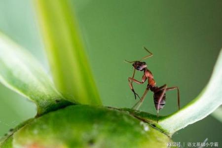 平地木命的独特魅力与生活启示