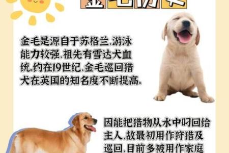 1954年属狗的人命运解析：聪明忠诚的守护者