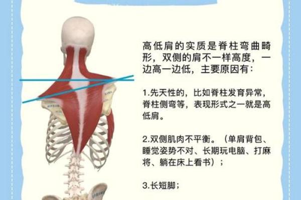 双肩骨头突出:你知道这代表着什么命运吗? 双肩骨头突出:你知道这代表着什么命运吗?