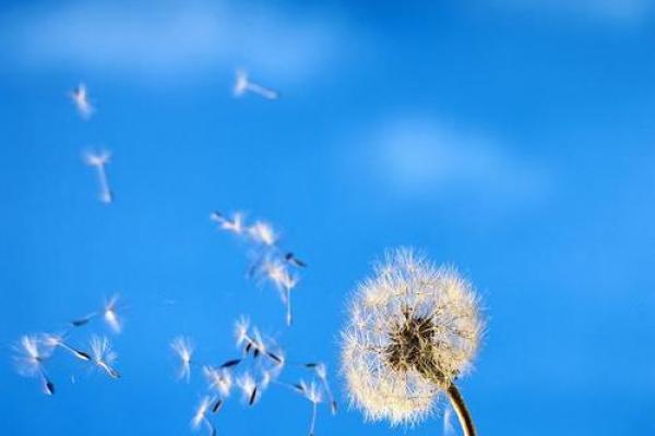 在风的吹拂下，领悟命运的真谛与四字成语的智慧