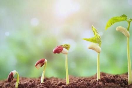 在风的吹拂下，领悟命运的真谛与四字成语的智慧