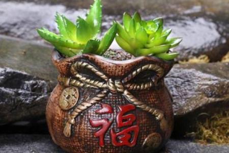 海中金命的人适合养哪些花，提升运势与气质！