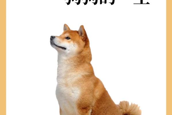 1970年属狗者的命运分析:机遇与挑战并存的一生 1970年属狗者的命运分析:机遇与挑战并存的一生