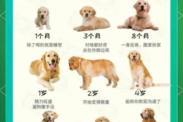 1976年属狗人的命运影响与性格分析 1976年属狗人的命运影响与性格分析