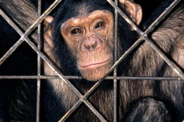 孤独的动物:生活在阴影中的猴子与它们的不幸命运 孤独的动物:生活在阴影中的猴子与它们的不幸命运