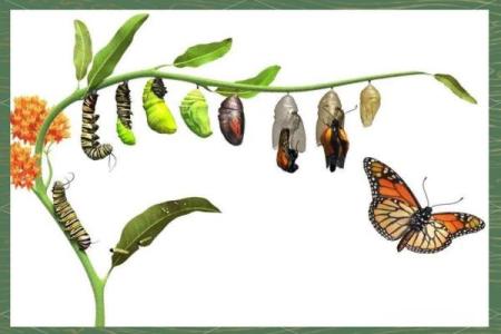 蝴蝶命：生命的脆弱与美丽交织的象征