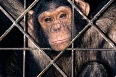 孤独的动物：生活在阴影中的猴子与它们的不幸命运