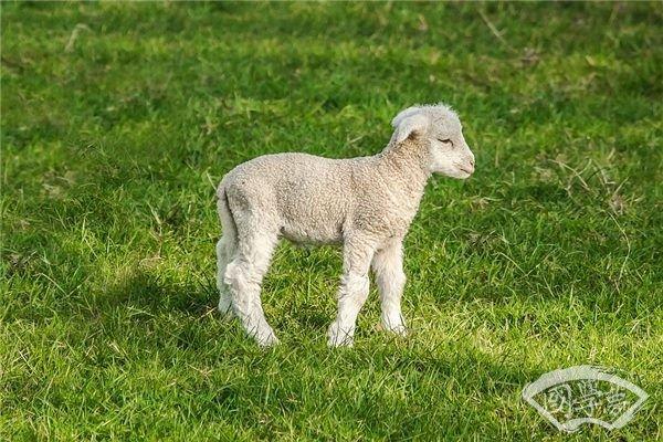 2039年:羊年人的命运与机遇解析 2039年:羊年人的命运与机遇解析