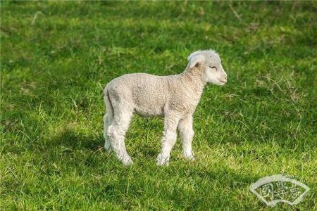 2039年：羊年人的命运与机遇解析