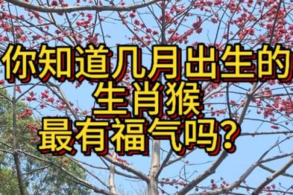 揭秘2011年属猴人的命运与性格特征，探讨人生轨迹！