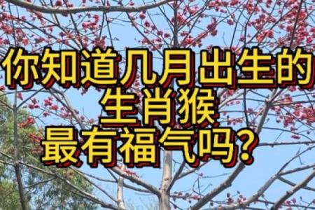 揭秘2011年属猴人的命运与性格特征，探讨人生轨迹！