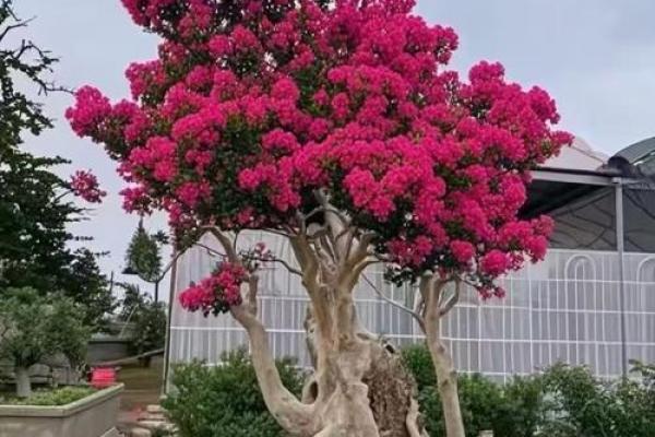 探讨紫薇命运：为何紫薇命总被认为不好运？