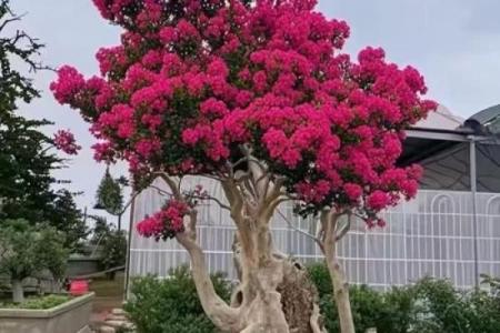 探讨紫薇命运：为何紫薇命总被认为不好运？