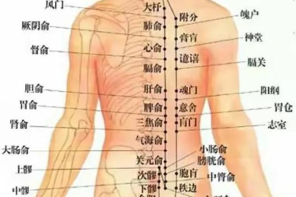 男人屁股肉少的背后：身体与命运的奇妙联系