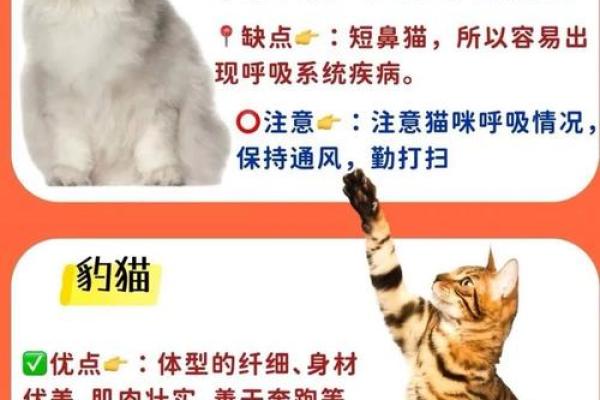 爱财如命，猫咪的财富观与生活哲学