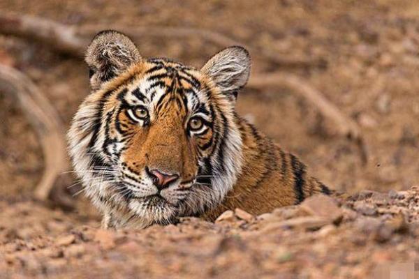 1914年出生的人：生肖马与命运的神秘之旅