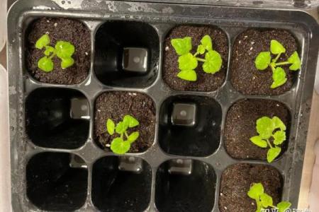 探索金薄荷命的奥秘：揭开生命中隐藏的财富与智慧之门