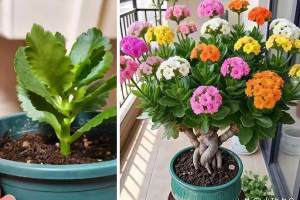 土命之人适合种植的花草推荐，让你的生活更加丰富多彩！