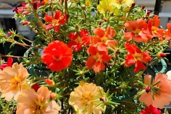 土命之人适合种植的花草推荐，让你的生活更加丰富多彩！