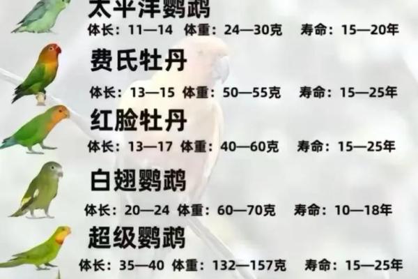 通过命理解析,如何养鹦鹉带你走向财富之路! 通过命理解析,如何养鹦鹉带你走向财富之路!