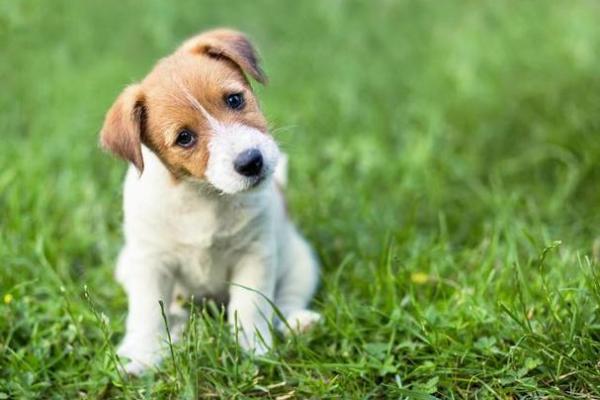 1958年属狗与命理解析：揭示命运的奥秘与生活智慧