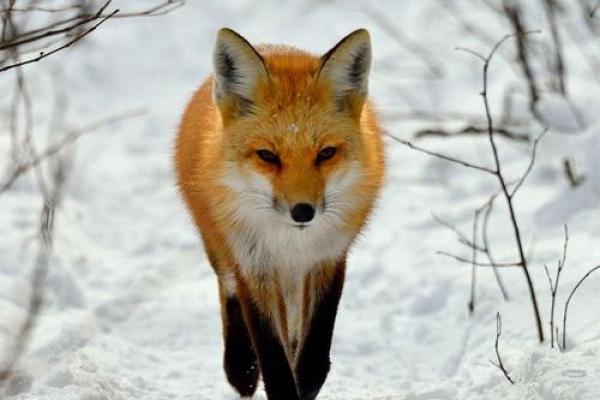 狐狸命的魅力：探索生命的智慧与灵性之旅
