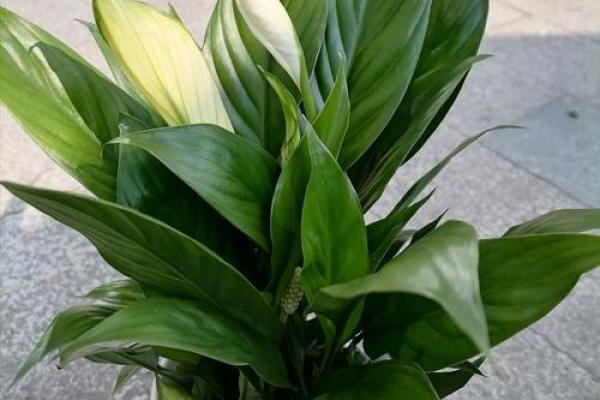 属狗火命人士适合养的植物及其寓意