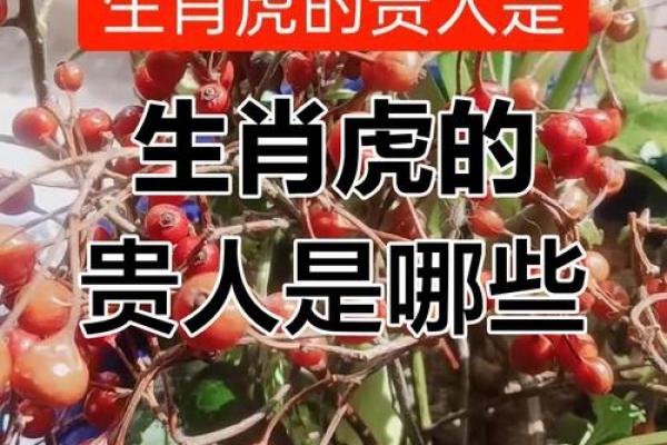 2024年虎年命运解析：解密生肖虎的运势与生活智慧