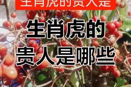 2024年虎年命运解析：解密生肖虎的运势与生活智慧