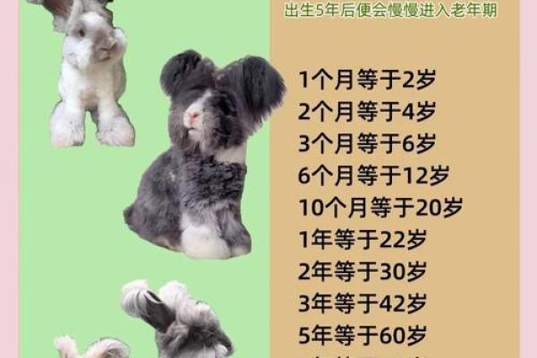 1999年兔年出生的人：命运、性格与生活指南