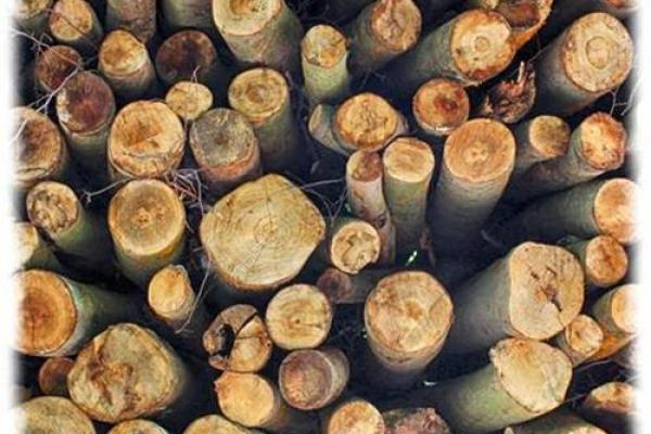 桑枝木命旺运的最佳颜色选择,如何搭配提升运势? 桑枝木命旺运的最佳颜色选择,如何搭配提升运势?