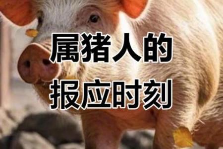 解读34岁属猪人的命运与人生哲学