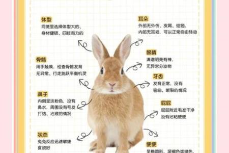 属兔人1951年命运解析：温文尔雅的兔子，如何在生活中展翅高飞？