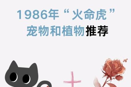 揭秘1962年属虎人的命理：金命与生活的奇妙关联