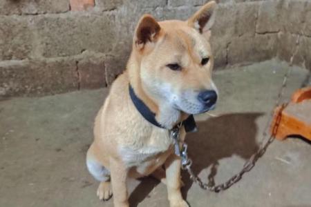 1994年戌土狗的命运解析：慎防风波，掌控人生转折点！