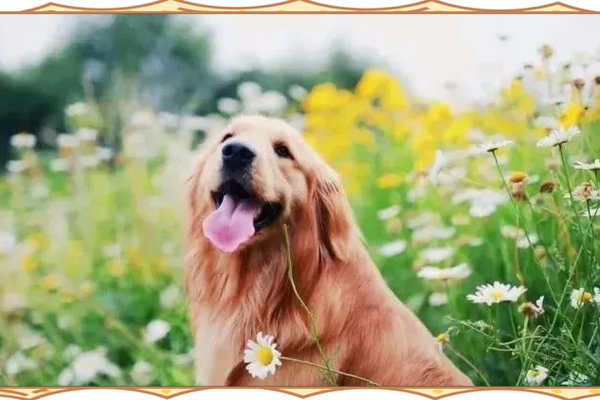 午时出生的狗：命运与性格探秘，幸福犬生的秘密！