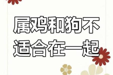 属鸡与属狗的命运解析：相合还是相克？